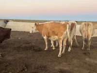 雌牛, Simmental cattle — 写真 3