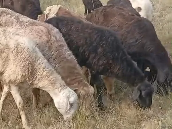 母羊, Sheep — 哈萨克斯坦