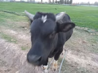 Bulle, Russian Black pied cattle — Foto 4