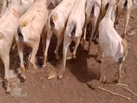 山羊（批次，未指定性别）, Somali goats — 照片 5