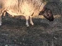 Πρόβατο, Dorper sheep — φωτογραφία 2