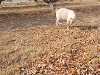 Billy Goat, Goats — photo 4