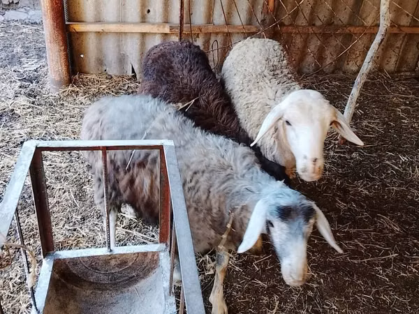 Sheep, Sheep — Kyrgyzstan