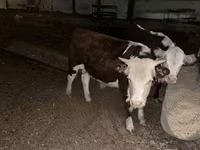 Býk, Swiss cattle — foto 2