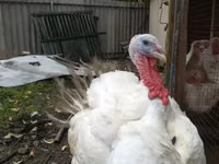 Turkeys — Foto 1