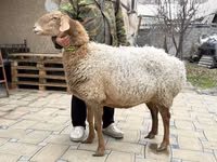 แกะตัวเมีย, Awassi sheep — รูปภาพ 3