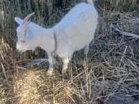 Capra, Saanen goat — foto 1