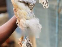 براهما — عکس 3