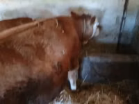 Lo’, Simmental cattle — sawirka 1