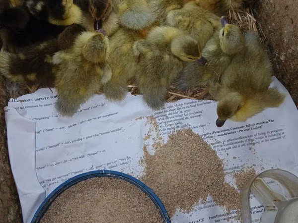 Ducks — Азербайджан