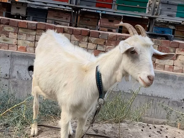 Goat, Saanen goat