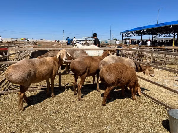 Pecora, Arashan sheep — Kirghizistan