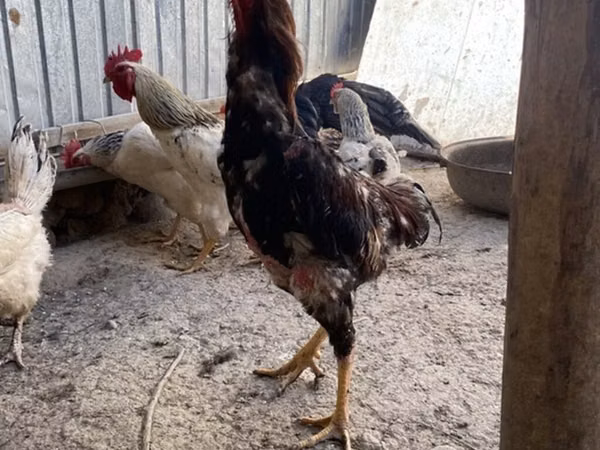 Chickens — قرقیزستان