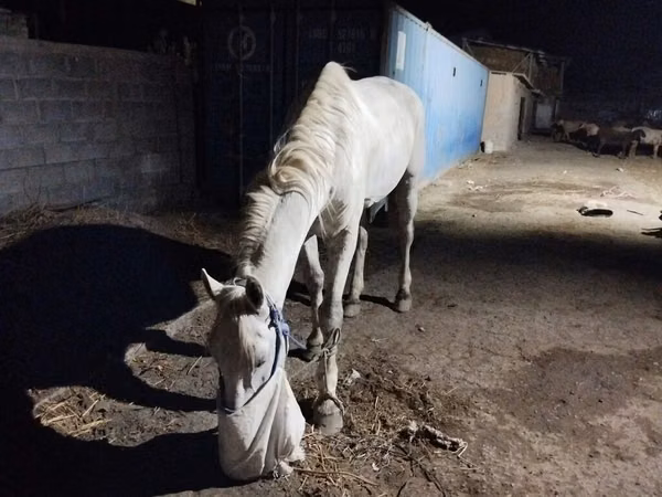 Horse (M), Horses — Kyrgyzstan
