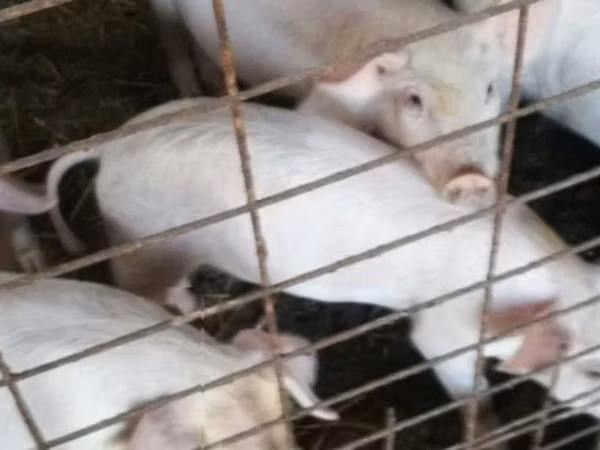 Sow, Pigs