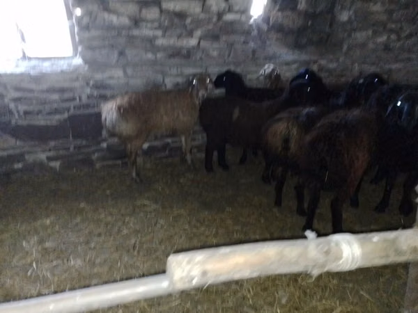 Ram, Edilbay sheep