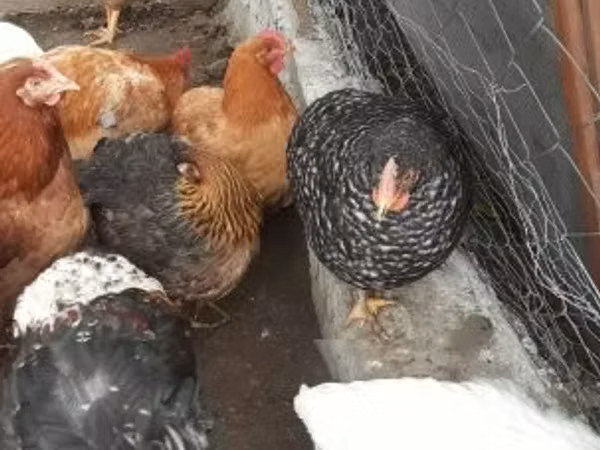 Chickens — 헝가리
