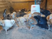 Chickens — الصورة 4