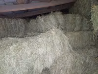 Продаю тики сена — ፎቶ 1
