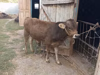 Bull, Swiss cattle — photo 1