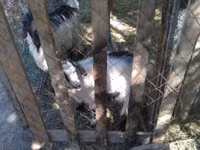 แพะตัวเมีย, Alpine goat — รูปภาพ 5