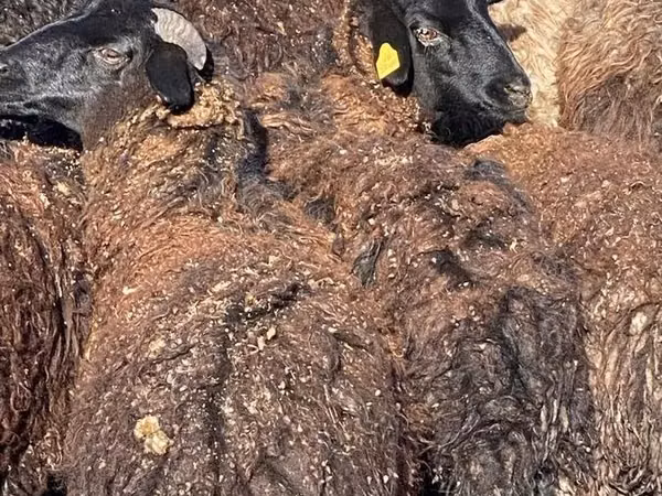 أغنام (دفعة، الجنس غير محدد), Karachay sheep