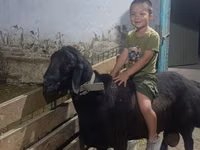 Ovan, Arashan sheep — fotografija 2