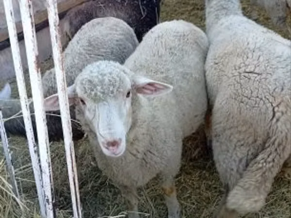 Ram, Sheep — Hungary