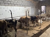 Boğa, Sığır — foto 5