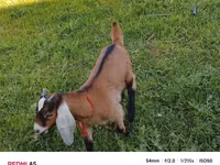 بز ماده, Nubian Goat — عکس 4