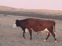 गाय, Latvian Blue cattle — फ़ोटो 1