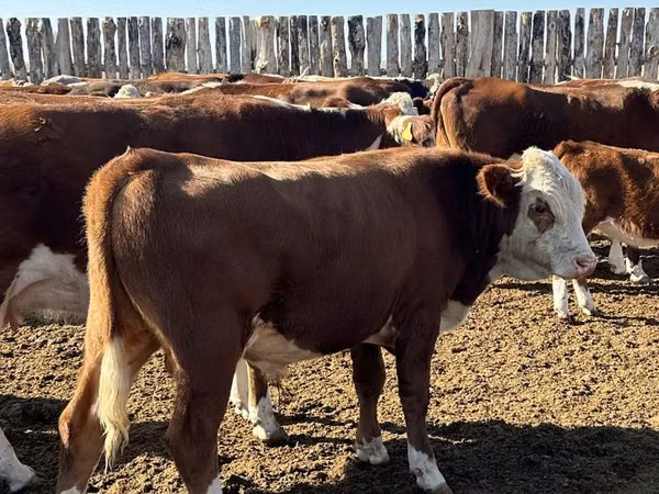 Touro, Cabeça Branca Ucraniana
