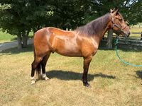 Horse (M), Horses — photo 1
