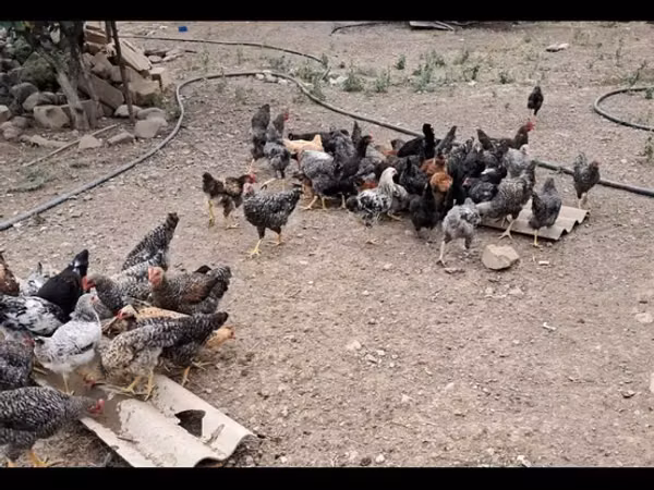 Chickens — Азербайджан