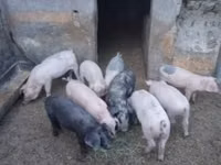 Babi (lot, jantina tidak dinyatakan), Pigs — foto 5