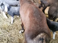 Kambing jantan, Sheep — foto 2