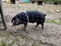 ወንድ አሣማ — ፎቶ 2