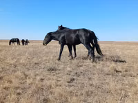 Ngựa cái, Kazakh horse — ảnh 2
