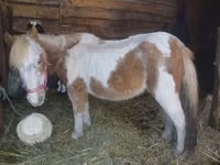 Mare, Horses — photo 1