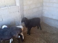 Sheep, Sheep — photo 4