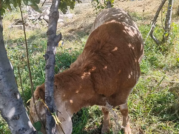 Ram, Sheep — Kyrgyzstan