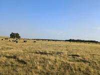 Sheep, Sheep — photo 1