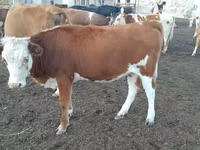 Vaca, Simmental cattle — foto 2