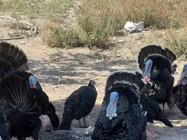 Chickens — Kyrgyzstan