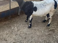 Goat, Nubian Goat — photo 8