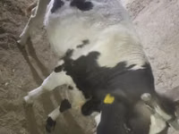गाय, Russian Black pied cattle — फ़ोटो 2