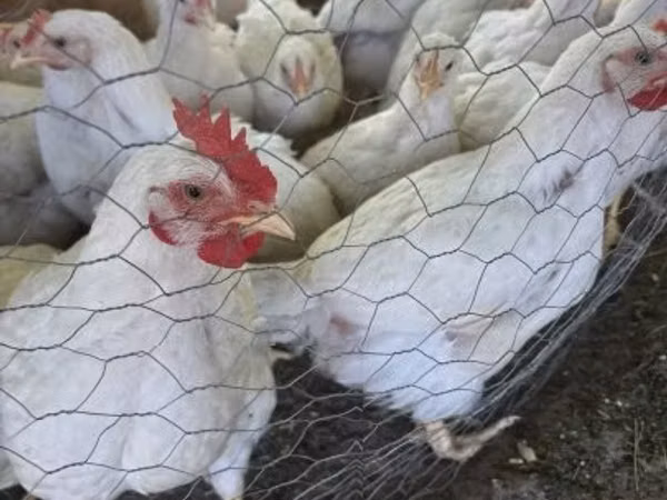 Chickens