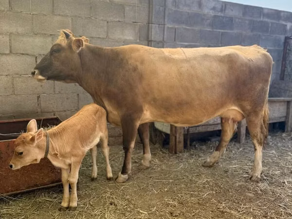 Cow, Cattle — Kyrgyzstan