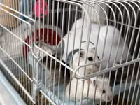 Salam Qəfəs qarisiq satılır 8 Ədəd Hamster var içərsində. Gelen ay — φωτογραφία 1