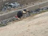 Turkeys — photo 3